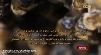 زنبورها هرگز نمی خوابند (2)