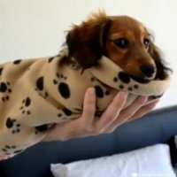 طرز تهیه ساندویچ