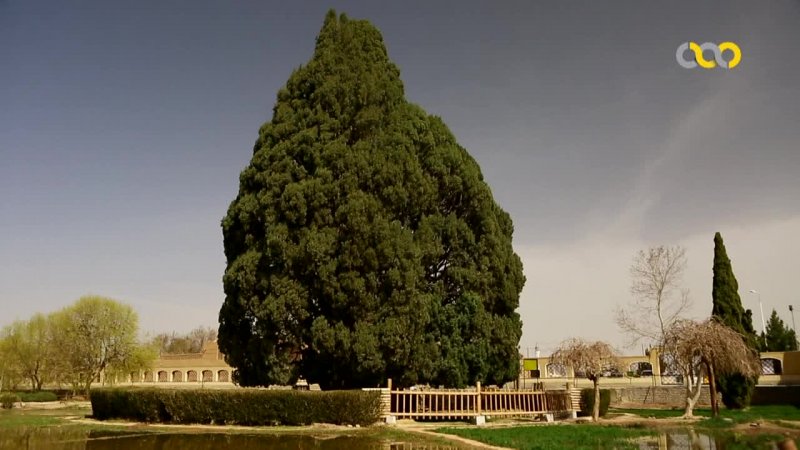 سرو ابرکوه یزد
