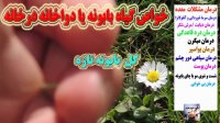 خواص گیاه بابونه یا دواخانه درخانه
