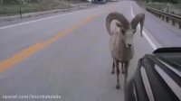 Wild Animal ATTACKING Car  | Elephant, Lion, Goat ... attack car Compilation