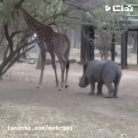 تو رو خدا بیا بازی کنیم