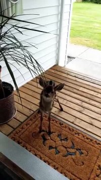 تا حالا صدای بچه آهو رو شنیدین؟