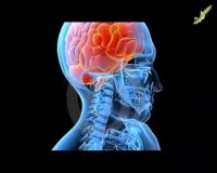 مغز انسان یکی از زیباترین خلقت آفرینش