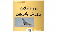 دوره پرورش بلدرچین