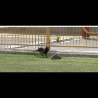 نبرد موش و کلاغ