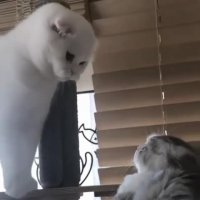 دعوای گربه ها