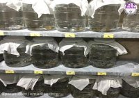 پرورش و تکثیر زالو - چکیده ای از فعالیت های عمادلیچکو