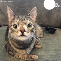 AWESOME Cat With Chromosome Disorder Never Lets Her Differences Hold Her Back | The Dodo
