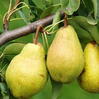 درخت گلابی شاه میوه 09350798050