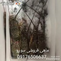 ماهی فروشی سورو در بندر عباس