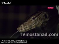 مستند شهر ها از چشم حیوانات