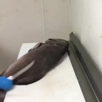 پاک کردن ماهی هامور