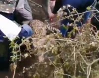 نجات پلنگ دوساله در روستای هلیان سه هزار