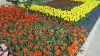 گذر لاله ها - (لاله برای مادران) TULIP GARDEN