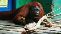 وقتی که اورانگوتان نجار می شود !