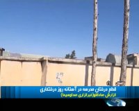 درخت بری در مدرسه ای در گلستان در آستانه روز درخت کاری