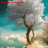 زیباترین وعجیب‌ترین درختان دنیا!