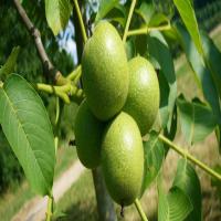 خرید درخت گردو خوشه ای اصلاح شده  09121270623