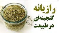 رازیانه گنجینه ای در طبیعت