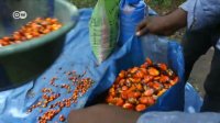 The search for sustainable palm oil | DW English