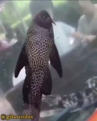 همیشه کنجکاو بودم بدونم این ماهی ها چی دارن میگن پشت شیشه آکواریوم!