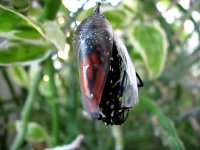 از پیله تا پروانه شدن