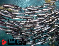 تفاهمنامه شیلات ایران و مجارستان