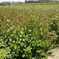 نهالستان توحید حسینی میاندوآب