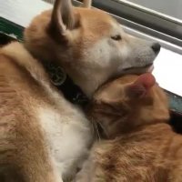 دوستی جالب سگ و گربه