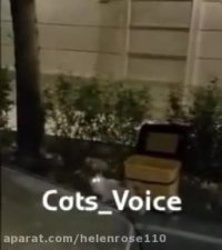 هنگام رانندگی به حقوق دیگر مخلوقات الهی احترام بگذاریم