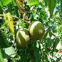 خرید چندلر شناسنامه دار 09121270623