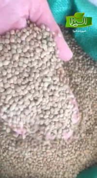 قیمت انواع عدس کانادایی
