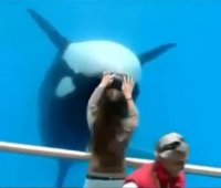 حرکات نمایشی با "دولفین"