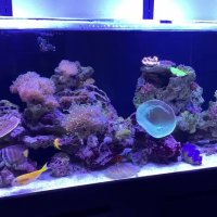 آکواریوم های آب شور حرفه ای تپه مرجانی :
