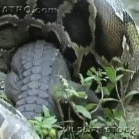 بلعیده شده تمساح