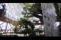 جنگلی مصنوعی پرندگان