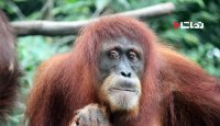 درخواست کمک اورانگوتان به زبان اشاره