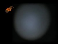 سایه با دست