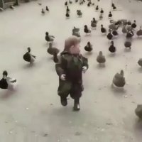 فرار جوجه ای