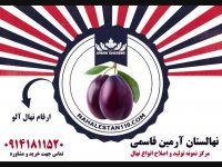 خرید نهال الو 09141811520