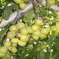 فروش نهال گردو 09121270623