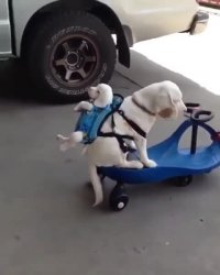 بچه داری مدرن سگ ها