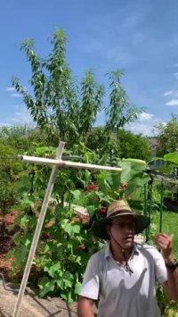 آموزش باغبانی - پرورش خیار مبارزه با آفات قسمت 2