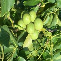 قیمت نهال گردو پدرو  09121270623