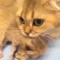 گربه ی مادر و بچه اش