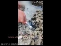 شکار شگفت انگیز اختاپوس با چنگال