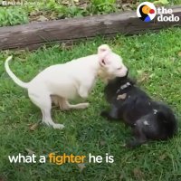 Puppy Born Without Front Legs LOVES Life | The Dodo