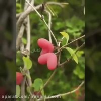 به ‌به   این مزرعه میوه رو ببینید و لذت ببرید