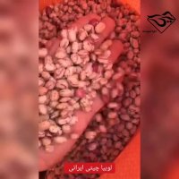 فروش انواع لوبیا چیتی ایرانی و خارجی